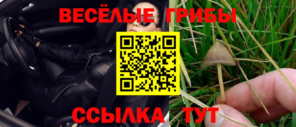 Павловский Посад  Галлюциногенные грибы Psilocybine cubensis  Вход с VPN 